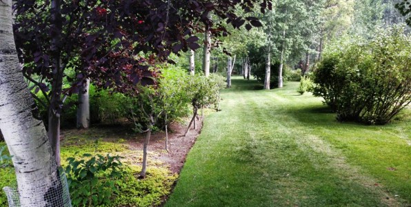 grass